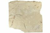 Bargain, Cretaceous Ray (Cyclobatis) - Hakel, Lebanon #200635-1